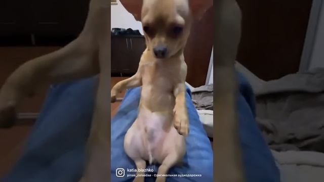 милый собака, плюшевый мишка ☺️? смотреть онлайн