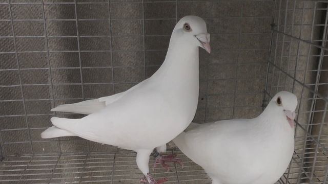Отправляю другу белых спортивных голубей........... смотреть онлайн