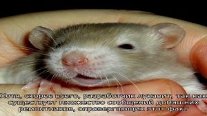 Почему в минвате заводятся мыши