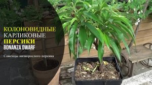 Колоновидный персик от А до Я Россия | Small Gardens