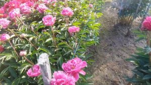 Пионовый рай в 20 км от Риги!..А запах!...🌺🌺🌺