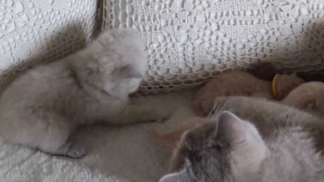 British Shorthair kittens Brown and Gray very very beautiful смотреть онлайн