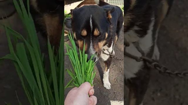 Коровушка моя? смотреть онлайн