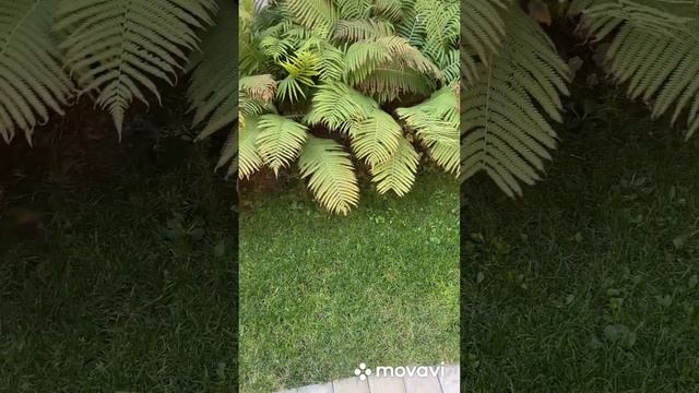 Папоротник на участке в сентябре. смотреть онлайн