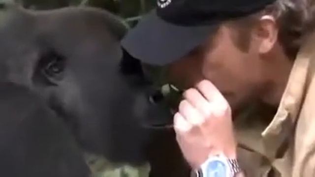 Встреча человека с гориллой смотреть онлайн