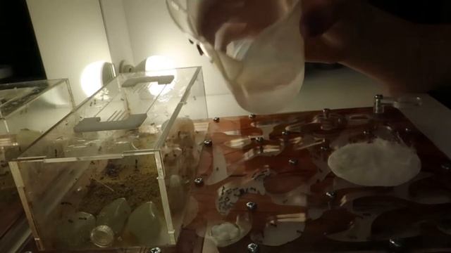 Муравьиная ферма : уборка + новорождённый муравей ?