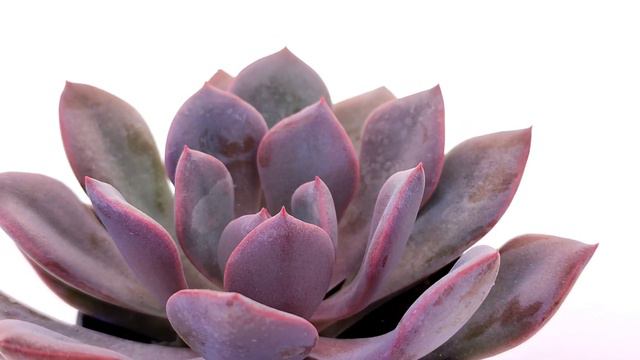 Graptoveria 'Debbie'