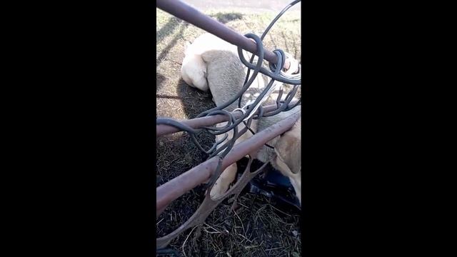 25 03 2023 Волковысские спасатели освободили собаку из забора смотреть онлайн