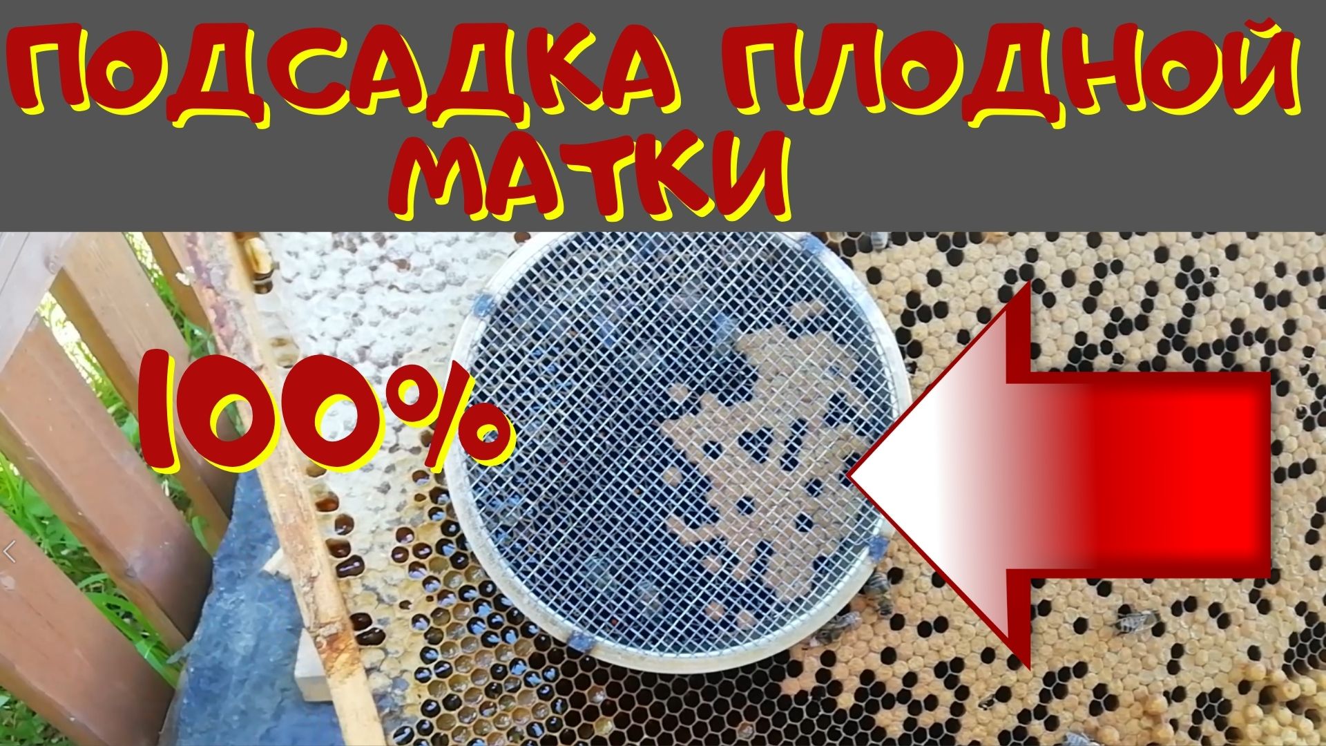 Подсадка плодной матки в без маточную семью. Как подсадить матку. смотреть онлайн