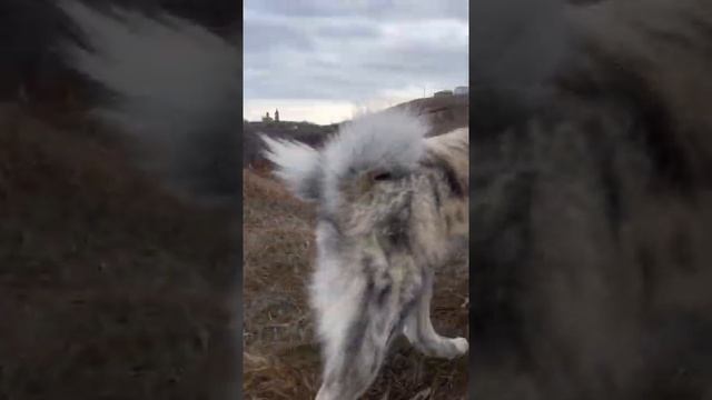 СВИЯЖСКИЕ ХОЛМЫ смотреть онлайн