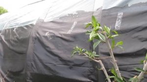 ОБРЕЗКА ПЕРСИКА. КАК ОБРЕЗАТЬ  ЕСЛИ ПЕРСИК ПОДМЁРЗ. Обновление персика после плохой перезимовки.