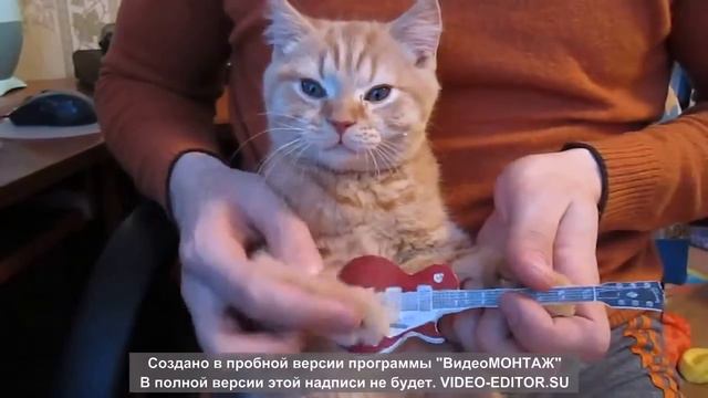 просто коты играют на гитаре смотреть онлайн
