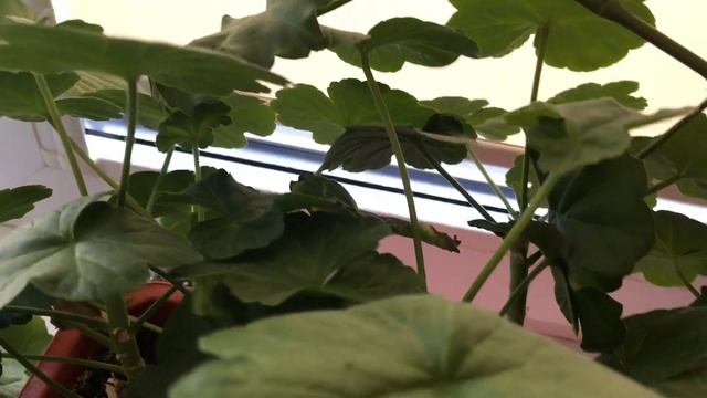 Герань за короткий срок от черенка к цветущему растению смотреть онлайн