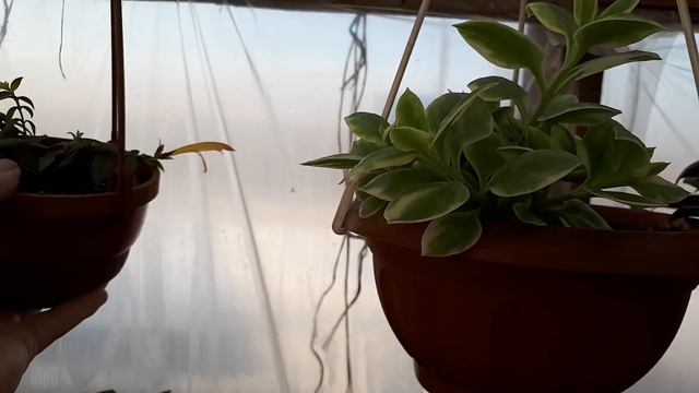 Утренний обзор огуречной теплицы. 23.03.2019. смотреть онлайн