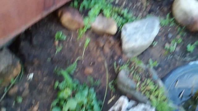 Пластиковый пруд на 500л. Что посадить в пруд. Растения возле пруда и на альпийской горке. смотреть онлайн