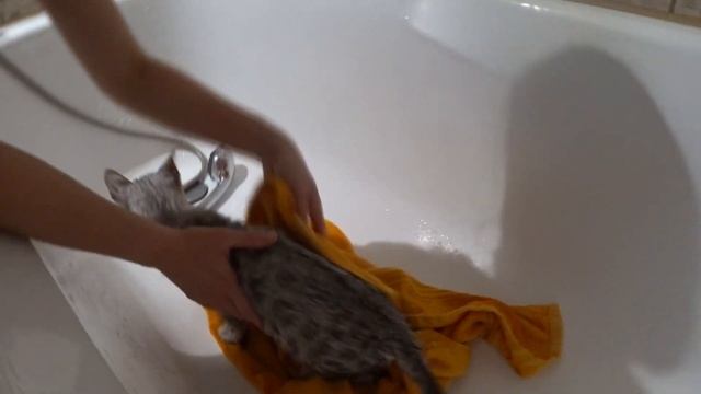Котенок изучает свой новый дом. Первое купание котенка. 猫 смотреть онлайн