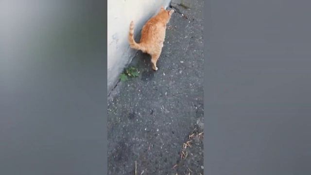 Что с лапками у Леоны смотреть онлайн
