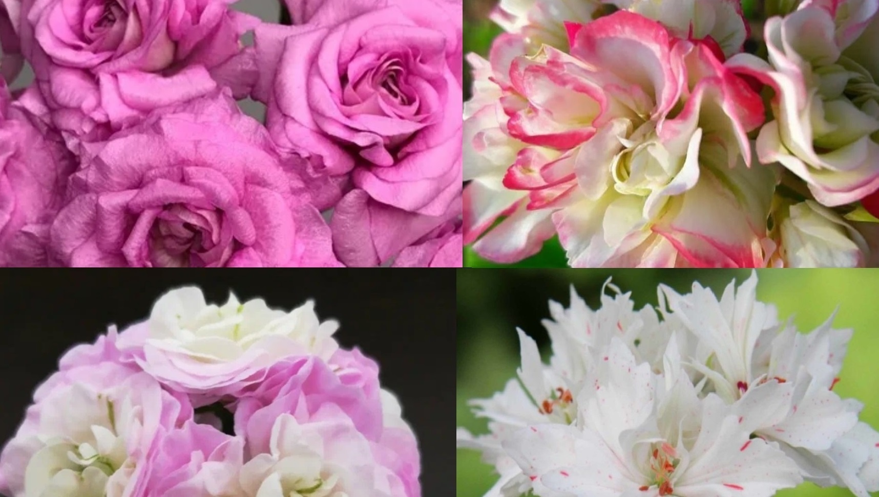 Посылка с ПЕЛАРГОНИЯМИ, Новые Очень Красивые Сорта, 26 разных Потрясающих РЕДКИХ Сортов Пеларгоний смотреть онлайн