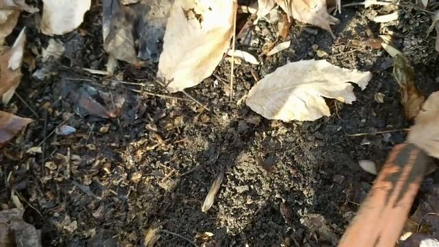 Stolen Gold & Silver Jewelry CACHE Found Metal Detecting in the Woods смотреть онлайн