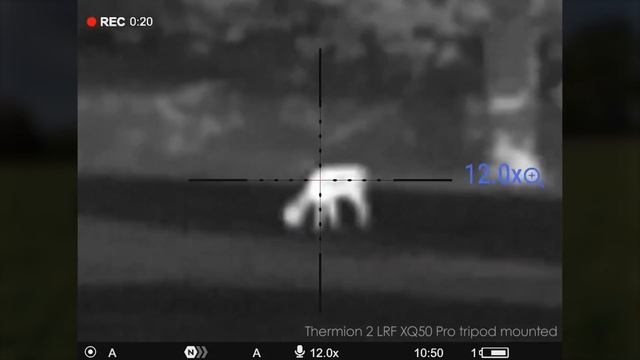 A look at the new Pulsar Thermion 2 XQ50 LRF PRO distance filming from 250 to 50 yards смотреть онлайн