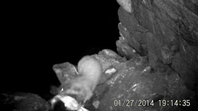 Yorkshire Otter 2 смотреть онлайн