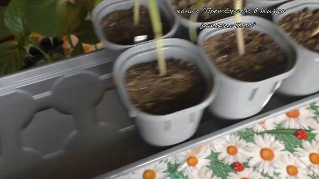 Баклажаны ,перцы,огурцы что делаю в марте смотреть онлайн