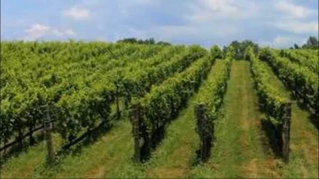 Виноград сорта байконур особенности выращивания и ухода смотреть онлайн