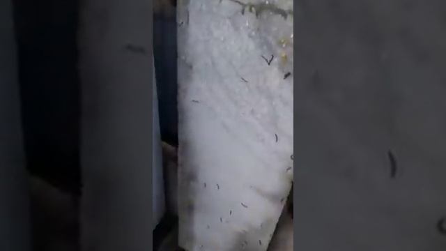 Нашествие черных червей в Кирилловке 1 смотреть онлайн