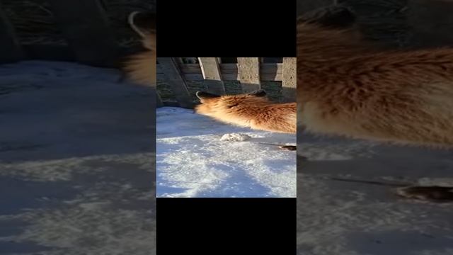 VID-20220214-WA0005.mp4