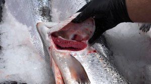 Лосось или форель, в чем отличие? Выбираем правильную красную рыбу