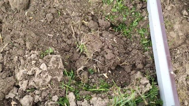 Посадка цветной капусты в открытый грунт смотреть онлайн