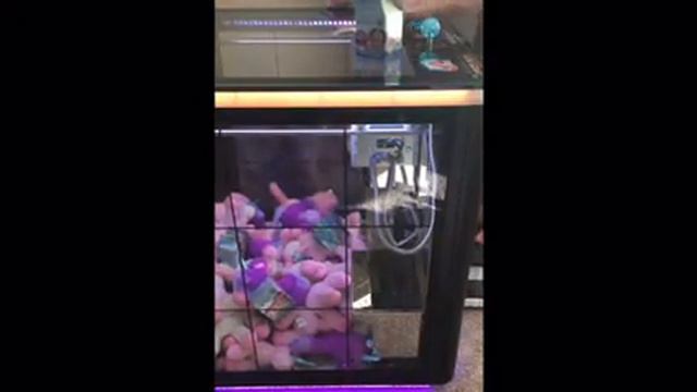 Moana Blind Boxes in the Crane Game! смотреть онлайн