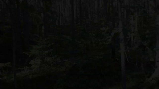 Прогулка в сосновом бору. смотреть онлайн