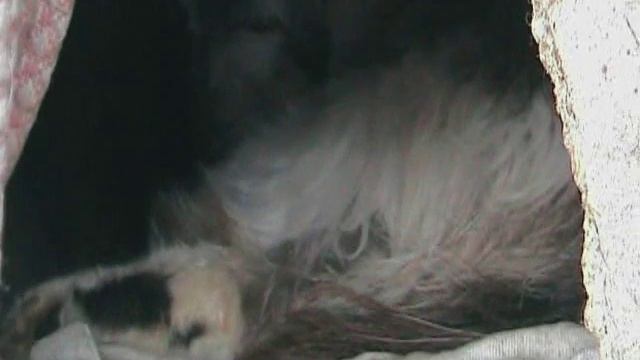 Дворовой приют для собак и кошек смотреть онлайн