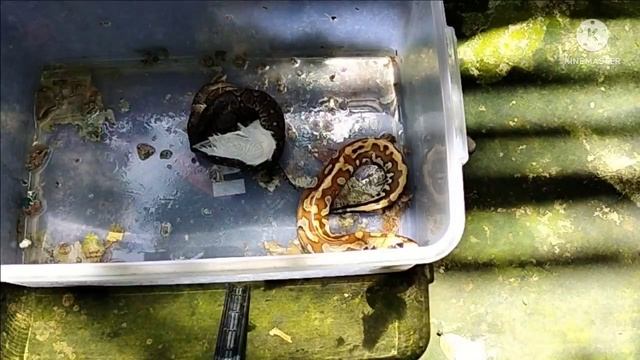 Dangerous Blood Python Animal Kill смотреть онлайн