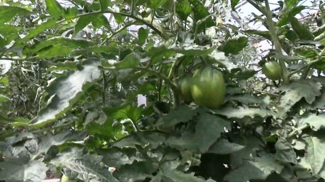 Томат Гном пурпурное сердце (Dwarf Purple Heart) (Королевский сад Ильи Королева) смотреть онлайн