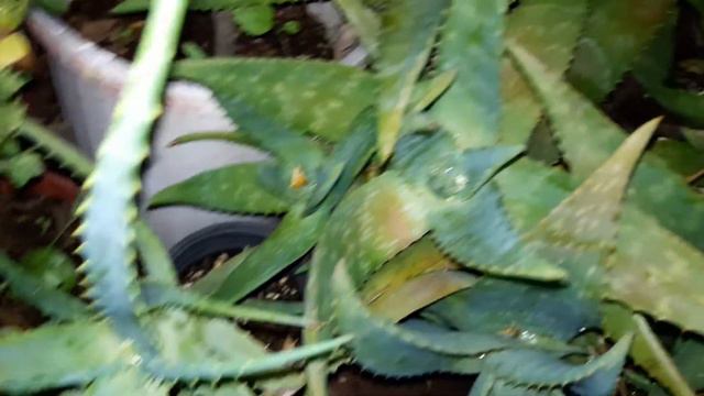 Juventud Eterna ,Secretos De La Naturaleza .Aloe, vitaminas ,minerales ,Omega3-02 смотреть онлайн