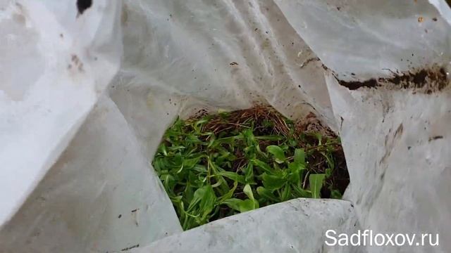 Еще раз о живучести и зимостойкости флоксов смотреть онлайн