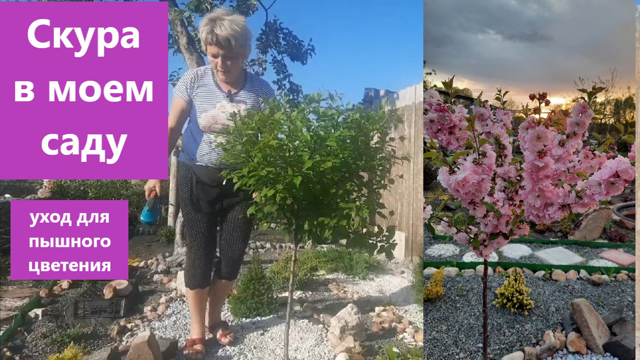 Сакура в моем саду или уход за миндалем трехлопастным. Делюсь своим опытом! смотреть онлайн