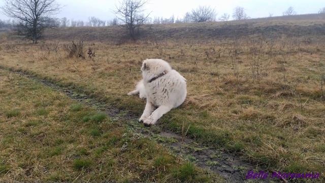 Маремма прогулка под  дождём.Maremma Walk In The Rain.