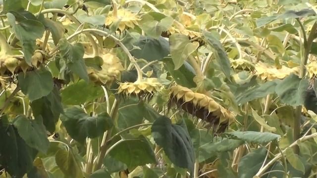 Время заготовки семян медоносов, бархата, свидины, клёнов... смотреть онлайн