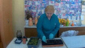 Пикировка Алиссума! Как пикировать цветы алиссум.