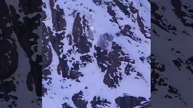 У кота 9 жизней. снежный барс охотиться на горного козла смотреть онлайн