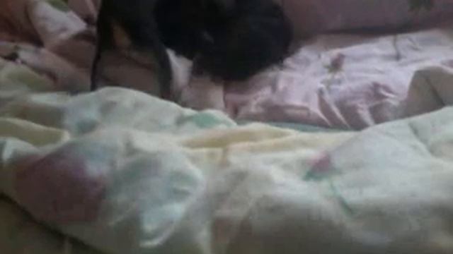 Скажені пси смотреть онлайн