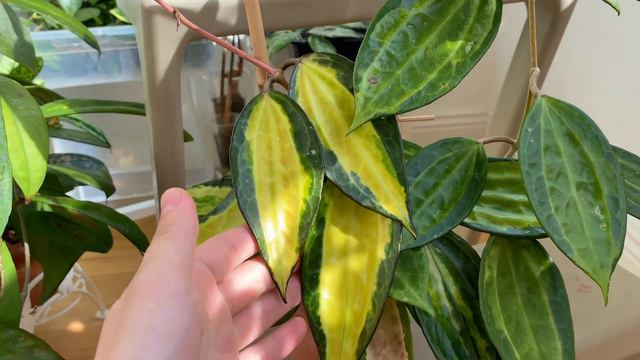 Hoya Macrophylla Pot of gold- наша дружба случилась спустя много лет... смотреть онлайн