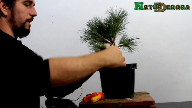 Bonsai pinus strobus смотреть онлайн