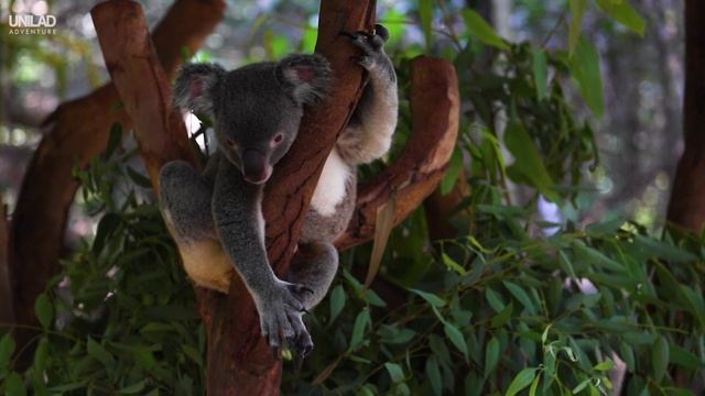 Things To Do in QUEENSLAND, AUSTRALIA | UNILAD Adventure смотреть онлайн
