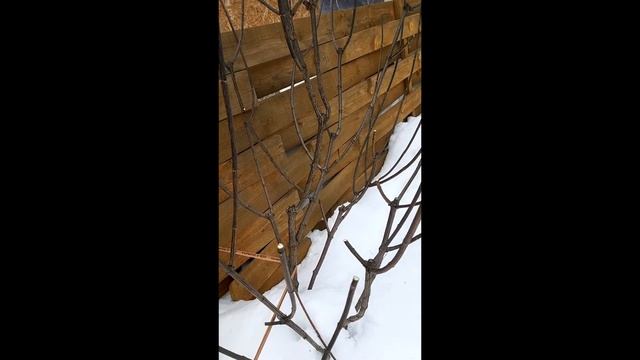 Весенняя#обрезкаметельчатойгортензии #ПинкДаймонд#Гортензияфонтан#гортензиякуст#Осмокот(5-6)#Катало