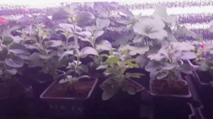 Белый налет на листьях петунии. Мучнистая роса