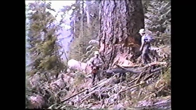 Logging in the PNW c 1985 Part 1 Cutting Big Wood смотреть онлайн